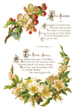Load image into Gallery viewer, IOD Decorative Furniture Lover of Flowers Transfer  8" x 12" Pad 8 Sheets
