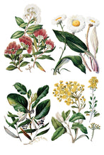 Load image into Gallery viewer, IOD Sarah Featon’s Botanicals IOD Transfer 8x12 Pad Rub On Furniture Crafts Iron Orchid Designs Floral Designs Wildflowers like Daisies