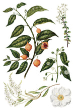 Load image into Gallery viewer, IOD Sarah Featon’s Botanicals IOD Transfer 8x12 Pad Rub On Furniture Crafts Iron Orchid Designs Floral Designs Wildflowers like Daisies