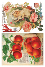 Load image into Gallery viewer, IOD Decorative Furniture Seed Catalogue Transfer 8" x 12" Pad 8 Sheets