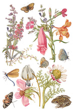 Load image into Gallery viewer, Primrose Isle IOD Transfer Vintage Botanical Floral Transfer Wildflower Furniture Decor Cottage core DIY Rub On Transfer 8x12