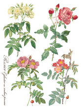 Load image into Gallery viewer, IOD Decorative Furniture Transfer Rose Botanical 12x16 Pad with 8 Sheets Furniture and Craft Rub On