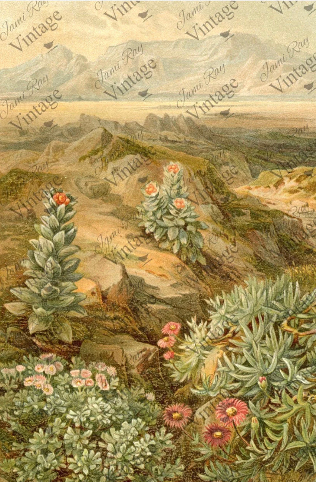 Desert Succulent.- JRV Decoupage Paper