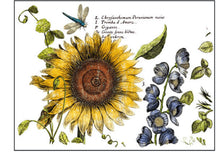 Load image into Gallery viewer, IOD Decorative Furniture Transfer Botanist's Journal 12x16 Pad with 4 Sheets Furniture and Craft Rub On