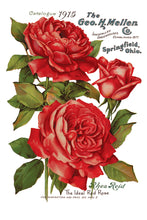 Load image into Gallery viewer, IOD Decorative Furniture Ephemeral Melange Transfer  8" x 12" Pad 8 Sheets