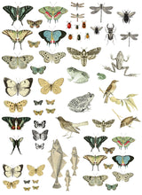 Load image into Gallery viewer, IOD Decorative Furniture Transfer Entomology Etcetera 12" x 16" - Butterflies Perfect for Crafting and Signs