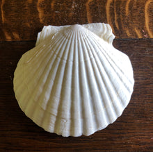 Load image into Gallery viewer, 2 Scallop Shells for Crafts Such as Trinket Dishes