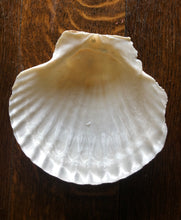 Load image into Gallery viewer, 2 Scallop Shells for Crafts Such as Trinket Dishes