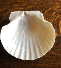 Load image into Gallery viewer, 2 Scallop Shells for Crafts Such as Trinket Dishes