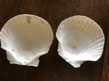 Load image into Gallery viewer, 2 Scallop Shells for Crafts Such as Trinket Dishes