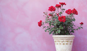 IOD Ditsy Blooms Decorative Furniture &nbsp;Iron Orchid Designs IOD Paint Inlay 16" x 12" PAD™ &nbsp;Roses Bluebells and Ribbons Pink Rose Florals