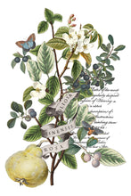 Load image into Gallery viewer, Clementine IOD Transfer 8x12 Pad Rub On Furniture Crafts Iron Orchid Designs Floral Designs Wildflowers like Daisies
