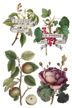 Load image into Gallery viewer, Clementine IOD Transfer 8x12 Pad Rub On Furniture Crafts Iron Orchid Designs Floral Designs Wildflowers like Daisies
