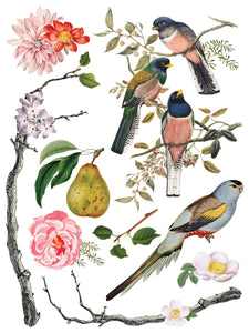 IOD Menagerie IOD Transfer 12x16 Pad Furniture Transfer Rub On Crafts Art by Iron Orchid Designs 8 Sheets Birds Bird Cage Branches Flowers