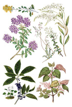 Load image into Gallery viewer, IOD Sarah Featon’s Botanicals IOD Transfer 8x12 Pad Rub On Furniture Crafts Iron Orchid Designs Floral Designs Wildflowers like Daisies
