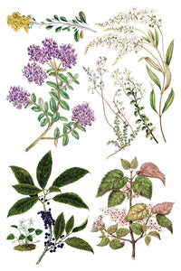 IOD Sarah Featon’s Botanicals IOD Transfer 8x12 Pad Rub On Furniture Crafts Iron Orchid Designs Floral Designs Wildflowers like Daisies