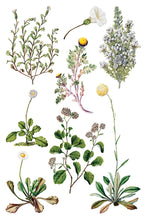 Load image into Gallery viewer, IOD Sarah Featon’s Botanicals IOD Transfer 8x12 Pad Rub On Furniture Crafts Iron Orchid Designs Floral Designs Wildflowers like Daisies
