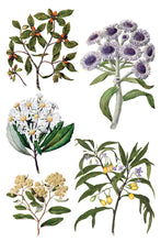 Load image into Gallery viewer, IOD Sarah Featon’s Botanicals IOD Transfer 8x12 Pad Rub On Furniture Crafts Iron Orchid Designs Floral Designs Wildflowers like Daisies
