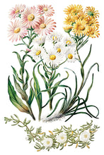 Load image into Gallery viewer, IOD Sarah Featon’s Botanicals IOD Transfer 8x12 Pad Rub On Furniture Crafts Iron Orchid Designs Floral Designs Wildflowers like Daisies
