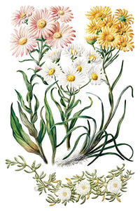 IOD Sarah Featon’s Botanicals IOD Transfer 8x12 Pad Rub On Furniture Crafts Iron Orchid Designs Floral Designs Wildflowers like Daisies