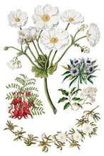 Load image into Gallery viewer, IOD Sarah Featon’s Botanicals IOD Transfer 8x12 Pad Rub On Furniture Crafts Iron Orchid Designs Floral Designs Wildflowers like Daisies
