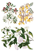 Load image into Gallery viewer, IOD Sarah Featon’s Botanicals IOD Transfer 8x12 Pad Rub On Furniture Crafts Iron Orchid Designs Floral Designs Wildflowers like Daisies
