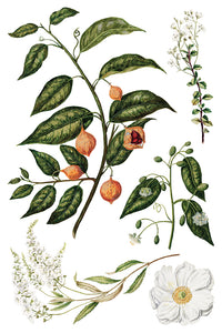 IOD Sarah Featon’s Botanicals IOD Transfer 8x12 Pad Rub On Furniture Crafts Iron Orchid Designs Floral Designs Wildflowers like Daisies