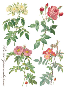 IOD Decorative Furniture Transfer Rose Botanical 12x16 Pad with 8 Sheets Furniture and Craft Rub On