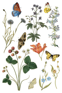 IOD Transfer Wilde Bloemen Transfer  8" x 12" Pad 8 Sheets Spring Wildflowers Botanical Art Insects