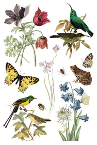 IOD Transfer Wilde Bloemen Transfer  8" x 12" Pad 8 Sheets Spring Wildflowers Botanical Art Insects