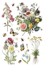 Load image into Gallery viewer, IOD Transfer Wilde Bloemen Transfer  8&quot; x 12&quot; Pad 8 Sheets Spring Wildflowers Botanical Art Insects
