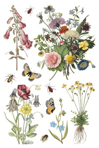 IOD Transfer Wilde Bloemen Transfer  8" x 12" Pad 8 Sheets Spring Wildflowers Botanical Art Insects