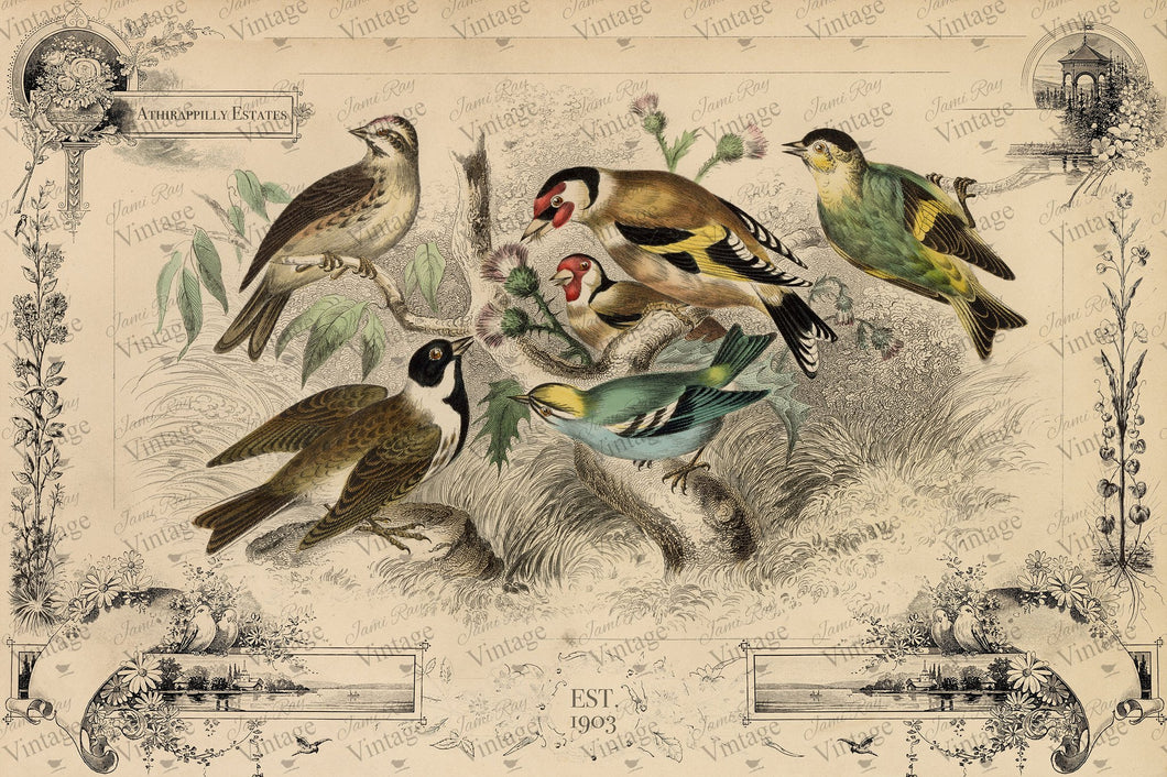 JRV Decoupage Paper - Cottage Birds