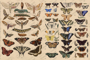JRV Decoupage Paper - Scientific Butterfly