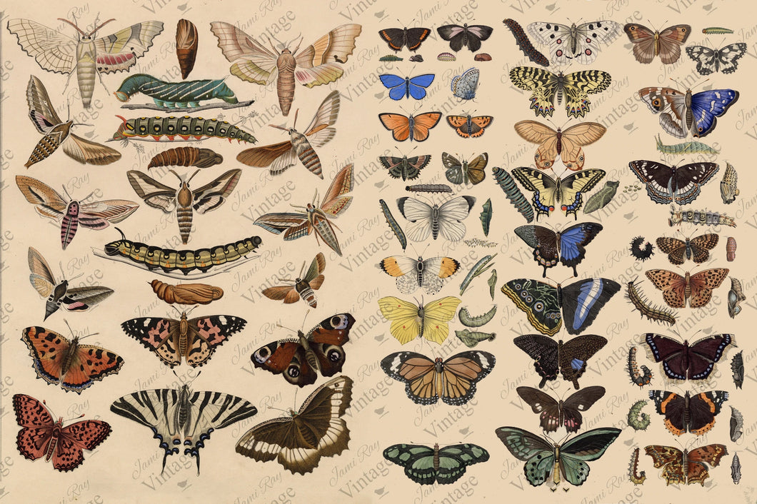 JRV Decoupage Paper - Scientific Butterfly
