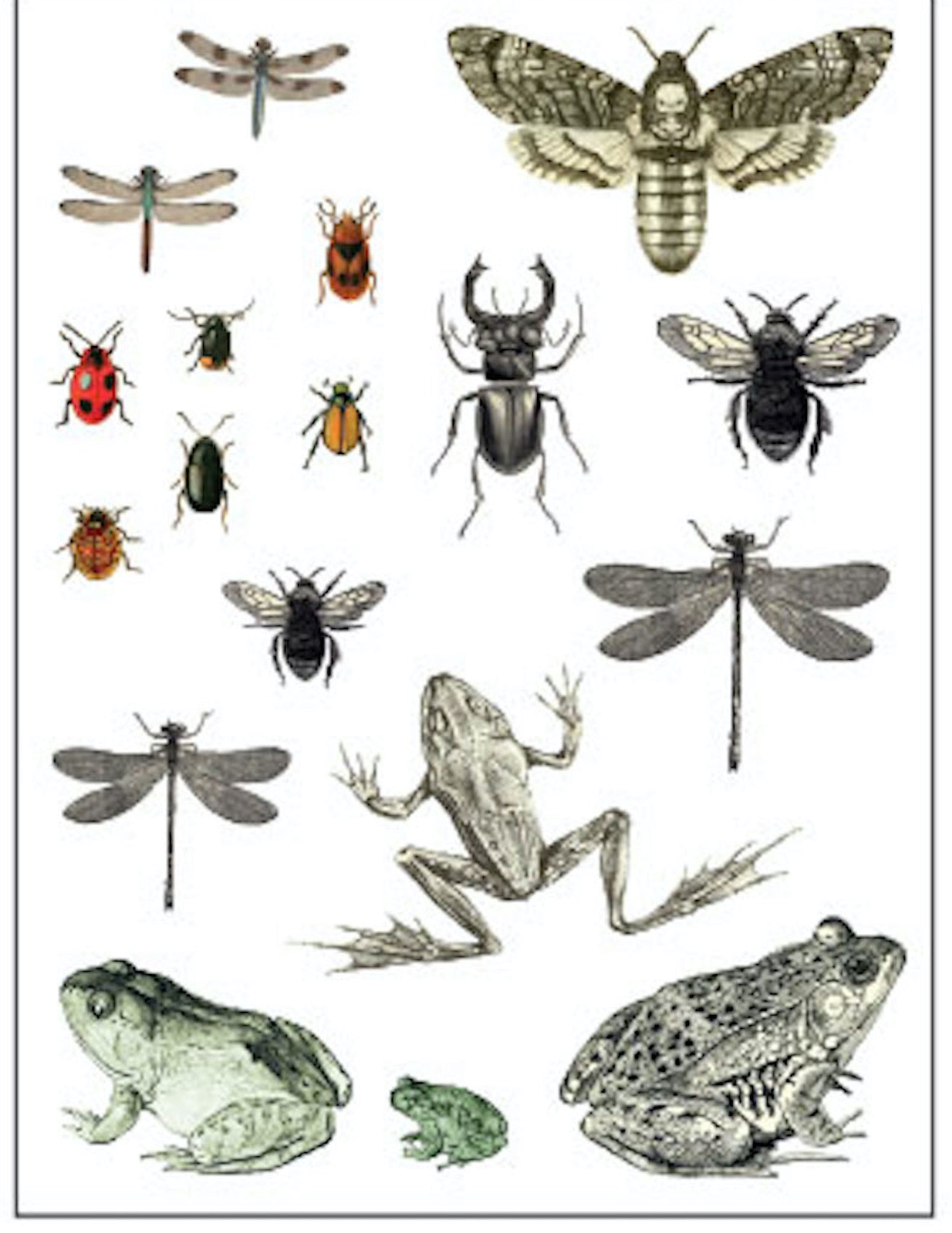 IOD Decorative Furniture Transfer Entomology Etcetera 12 x 16 - Butt –  Goodson Vintage Treasures