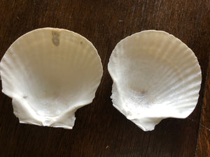 Shell Trinket Dish Kit   Create 2 Trinket Dishes All Supplies Included