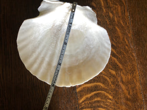 2 Scallop Shells for Crafts Such as Trinket Dishes