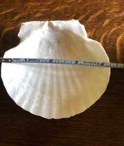 2 Scallop Shells for Crafts Such as Trinket Dishes